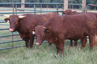 Cattle01
