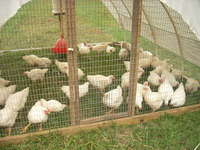 Pastured_poultry_004